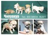 Продаются щенки чихуахуа