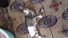 Спасенный котенок ищет семью